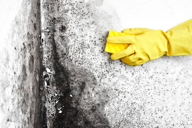 Why You Should Choose Our Mold Remediation Services in Adel, GA